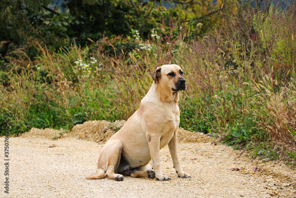 Naklejka premium A large light-colored dog sits on a sandy road.