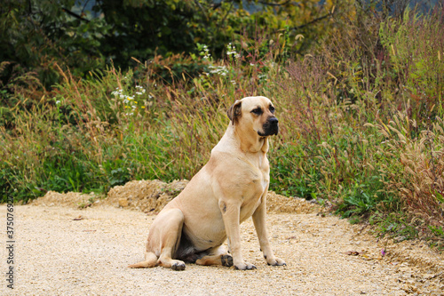 A large light-colored dog sits on a sandy road.
