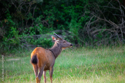 A female deer feeds on the grass near the evening forest line in Khao Yai National Park  Thailand. A dear in the national park.