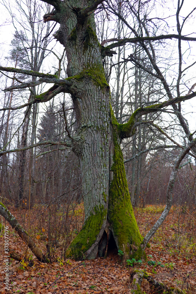 Fototapeta premium Large old dry poplar. Part of the trunk was covered with moss.
