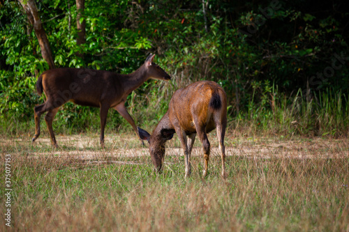 A female deer feeds on the grass near the evening forest line in Khao Yai National Park, Thailand. A dear in the national park.