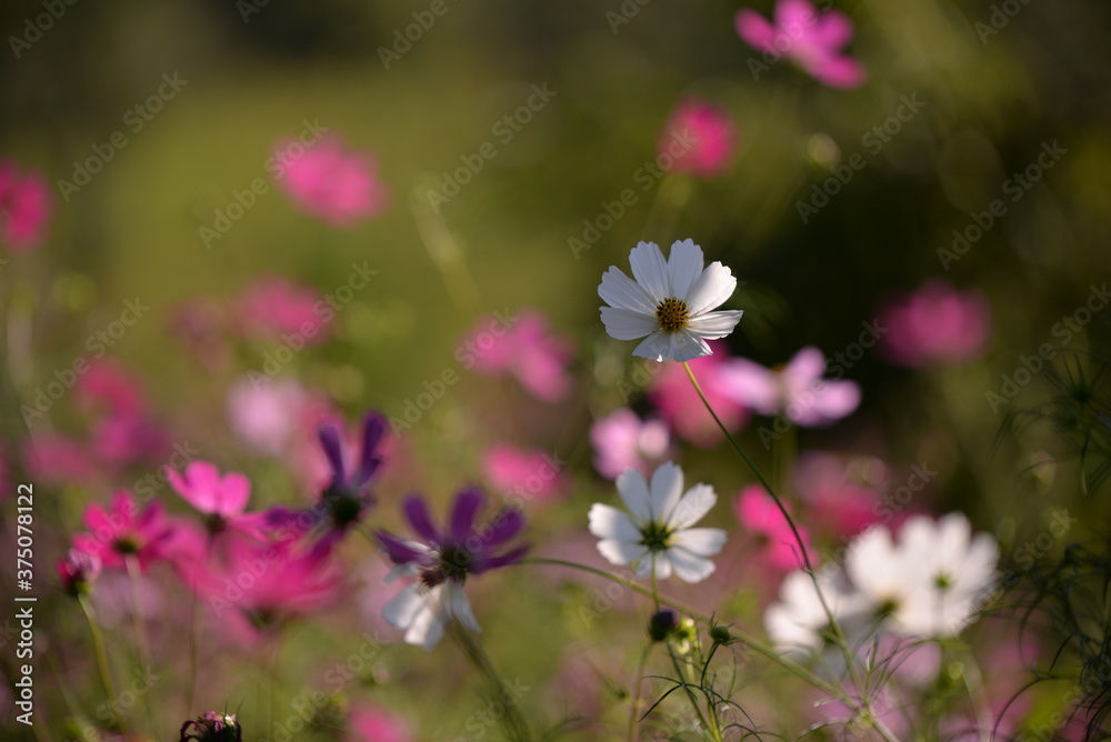 Fototapeta premium cosmos flowers with pink and white petals. colorfully plants in the garden