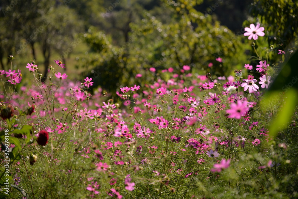 cosmos flowers with pink and white petals. colorfully plants in the garden cosmos flowers with pink and white petals. colorfully plants in the garden