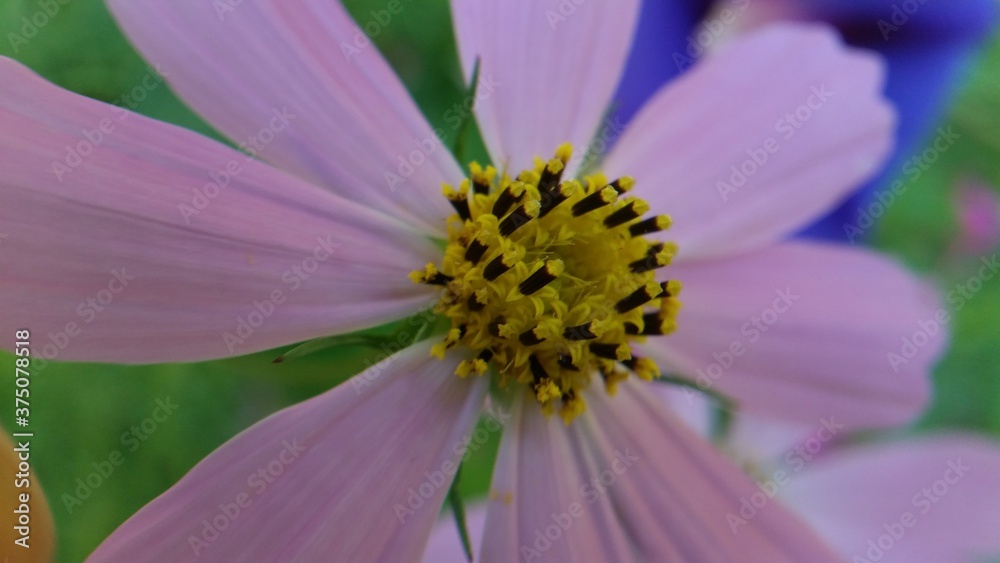 cosmos flowers with pink and white petals. colorfully plants in the garden cosmos flowers with pink and white petals. colorfully plants in the garden