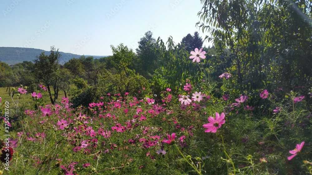 cosmos flowers with pink and white petals. colorfully plants in the garden cosmos flowers with pink and white petals. colorfully plants in the garden