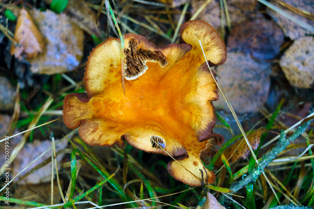 Top view of an old red mushroom in the forest. Top view of an old red mushroom in the forest.