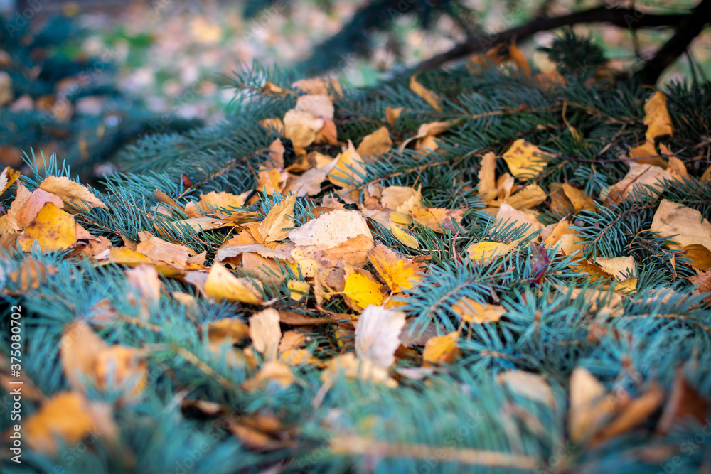 Yellow aspen leaves on blue spruce. Bright autumn colors. Autumn background, leaf fall. Shallow depth of field. Yellow aspen leaves on blue spruce. Bright autumn colors. Autumn background, leaf fall. Shallow depth of field.