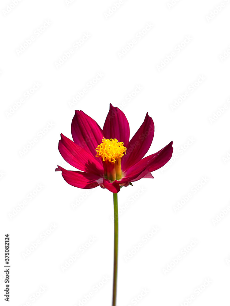 Close up cosmos flower on white background. Close up cosmos flower on white background.