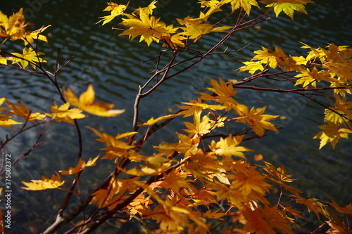 Beautiful autumn landscape in Northern Alps of Japan, Otari, Nagano photo