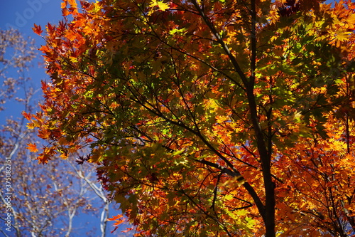 Beautiful autumn landscape in Northern Alps of Japan, Otari, Nagano