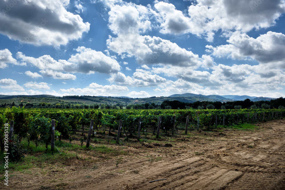 vineyard in tuscany italy