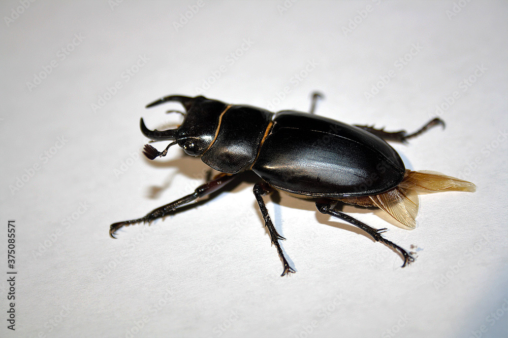 Lucanus barbarossa Lucanus barbarossa