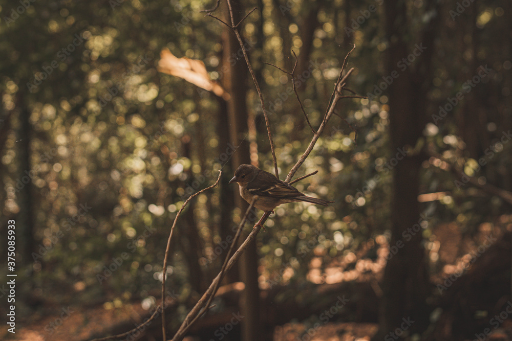 spider on a branch spider on a branch