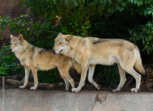 Couple of Eurasian wolves (Canis lupus lupus) in forest