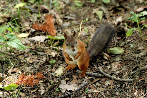 squirrel eating nut © Nikolaj