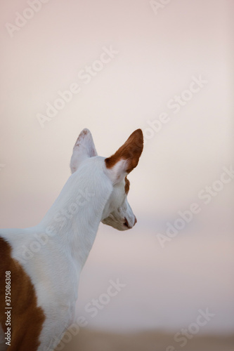 dog portrait against the sunset sky. Graceful Ibizan Hound. Pet in nature