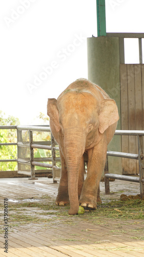 White Elephants at the Uppatasanti Pagoda in Naypyidaw, Myanmar / Burma. photo