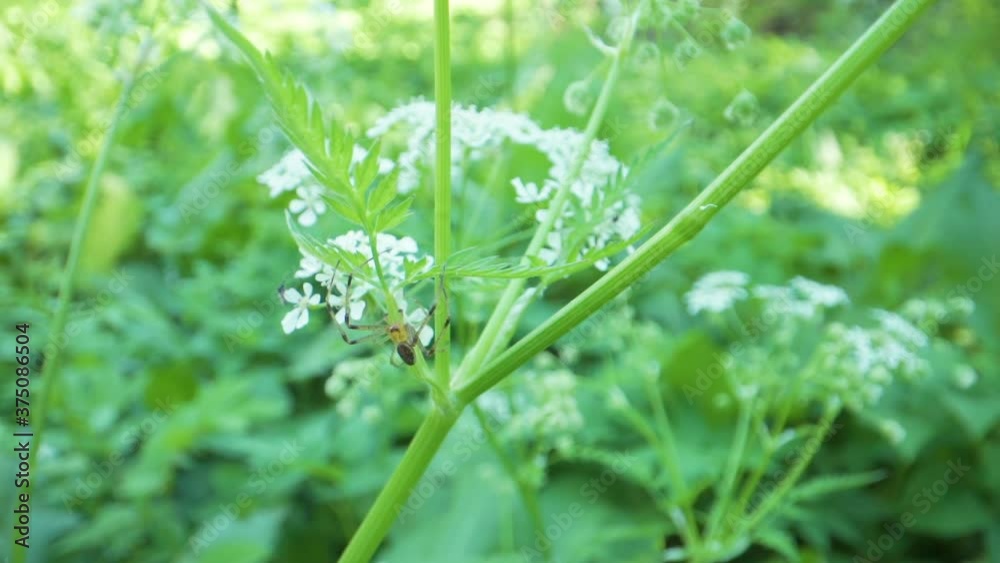 A tiny crawling bug on the stalk of the plant A tiny crawling bug on the stalk of the plant