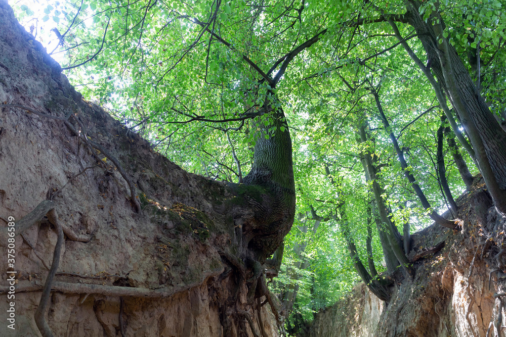 Loess ravine in Kazimierz Dolny, Poland Loess ravine in Kazimierz Dolny, Poland