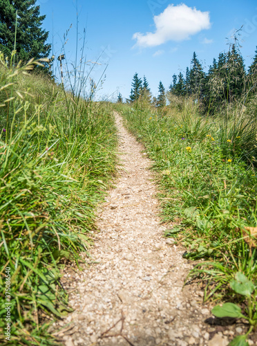 Foot path or nature trail in the woods with green grass on both sides and a bright blue sky.