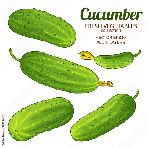 cucumber vector set