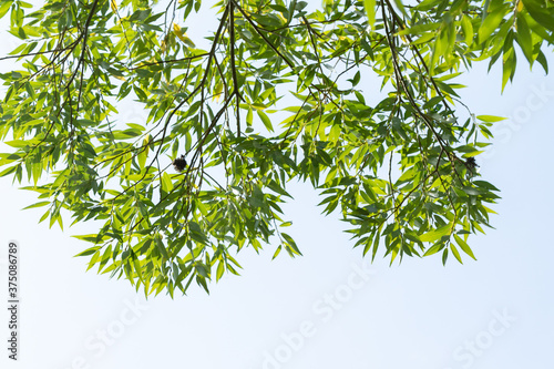 Green foliage of a tree against a blue sky from the bottom up.