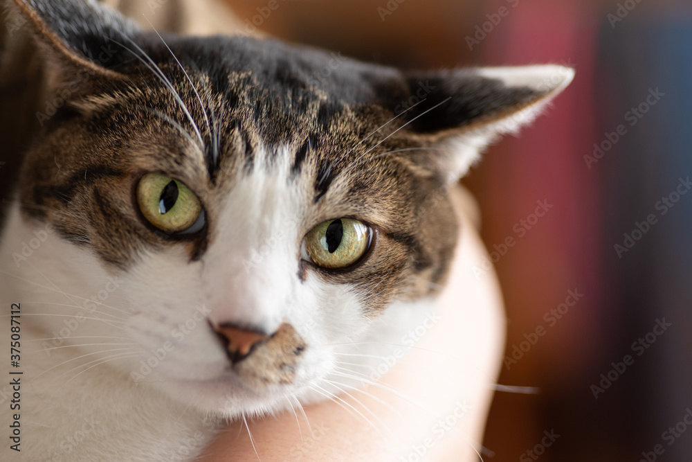 猫を抱っこする キジトラ猫 猫を抱っこする キジトラ猫