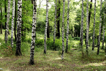Fotobehang Berkenbos Berkenbos in frisse lentetooi  © Nikolaj
