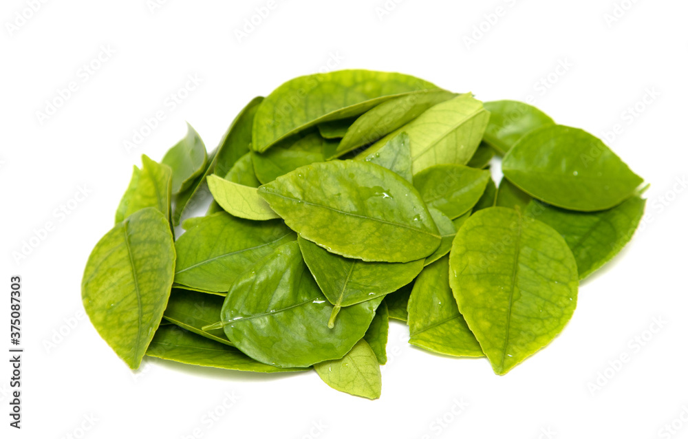 Fresh green tea leaves, drops of water, are isolated on a white background. Fresh green tea leaves, drops of water, are isolated on a white background.
