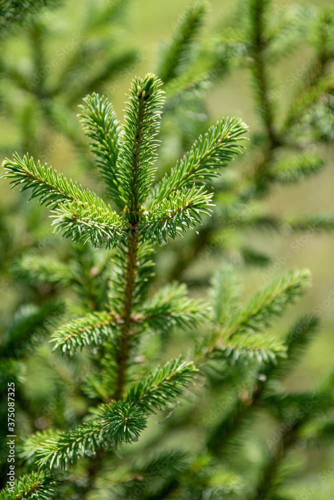 Green needles branches of a Christmas tree, summer nature. Green needles branches of a Christmas tree, summer nature.