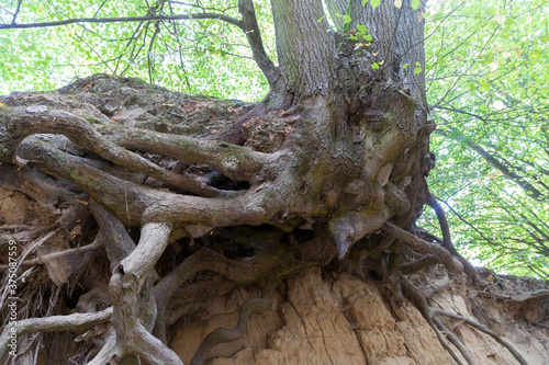 Loess ravine in Kazimierz Dolny, Poland