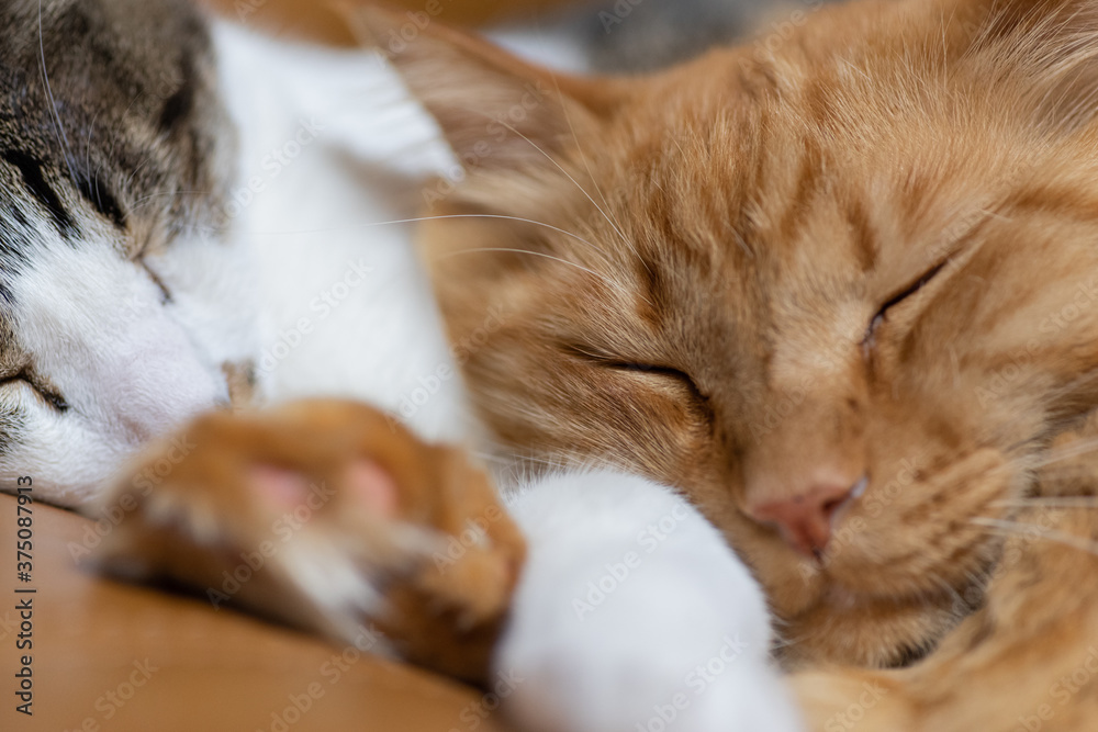 仲良く眠るネコ　　キジトラ猫・茶トラ猫