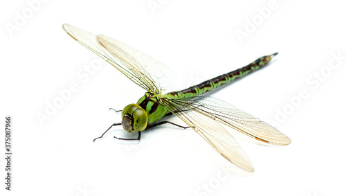 Large green dragonfly on a white background isolated.