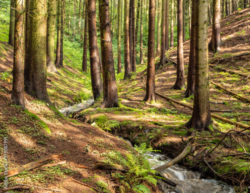 Sonnenstrahlen im Wald Erzgebirge Deutschland