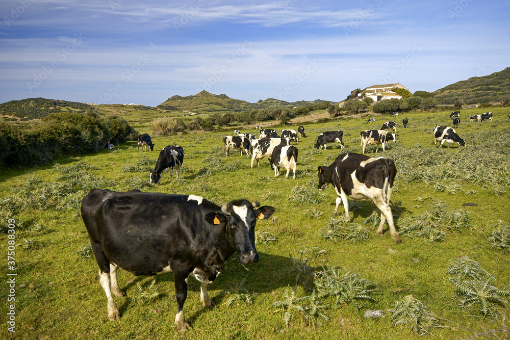 Rebaño de vacas frisonas. Tramuntana. Menorca. Islas Baleares.España. Rebaño de vacas frisonas. Tramuntana. Menorca. Islas Baleares.España.