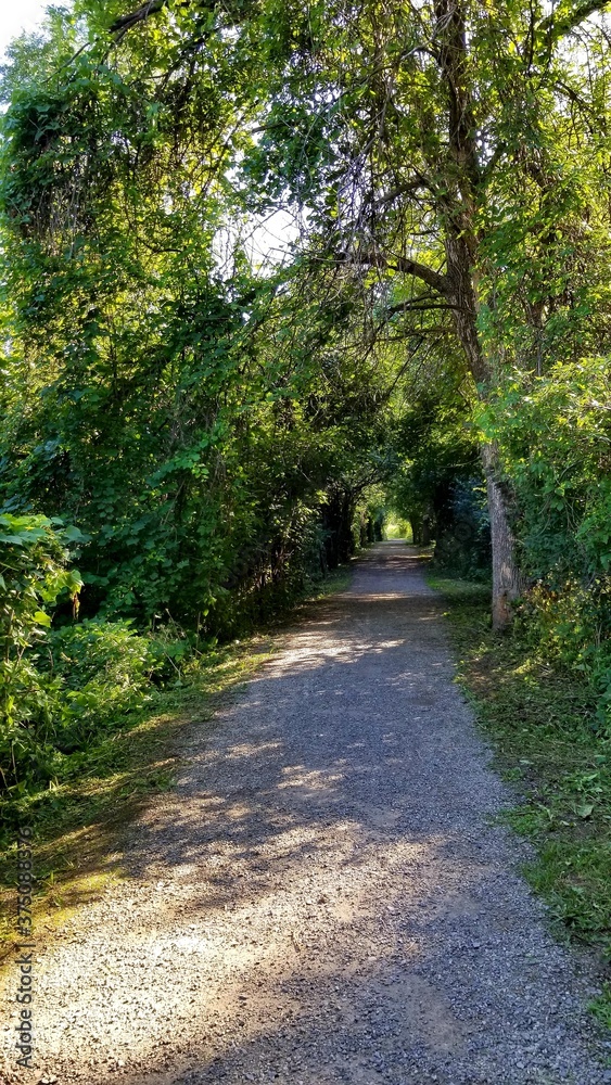 path in the woods