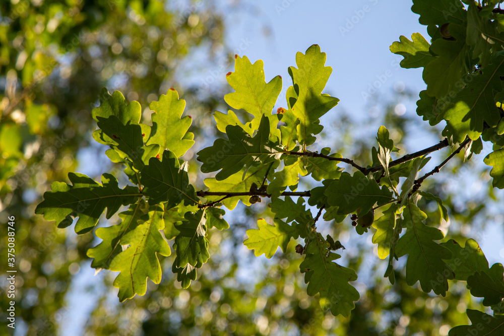 Green oak leaves against the sky.