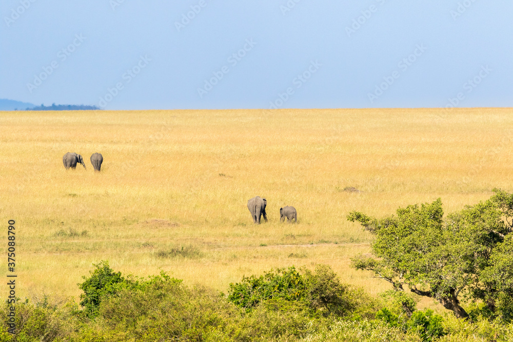 Beautiful savanna landscape with Elephants