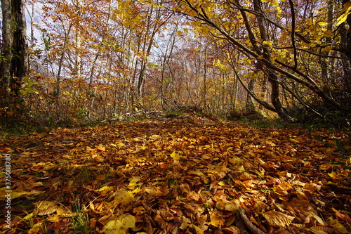 Beautiful autumn landscape in Northern Alps of Japan  Otari  Nagano.