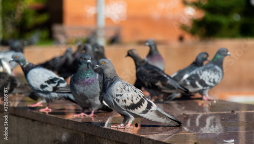 A flock of pigeons in the city, summer day.