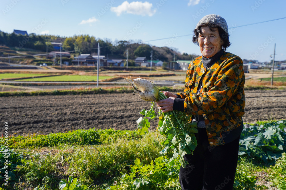Fototapeta premium 野菜の収穫をする高齢の女性