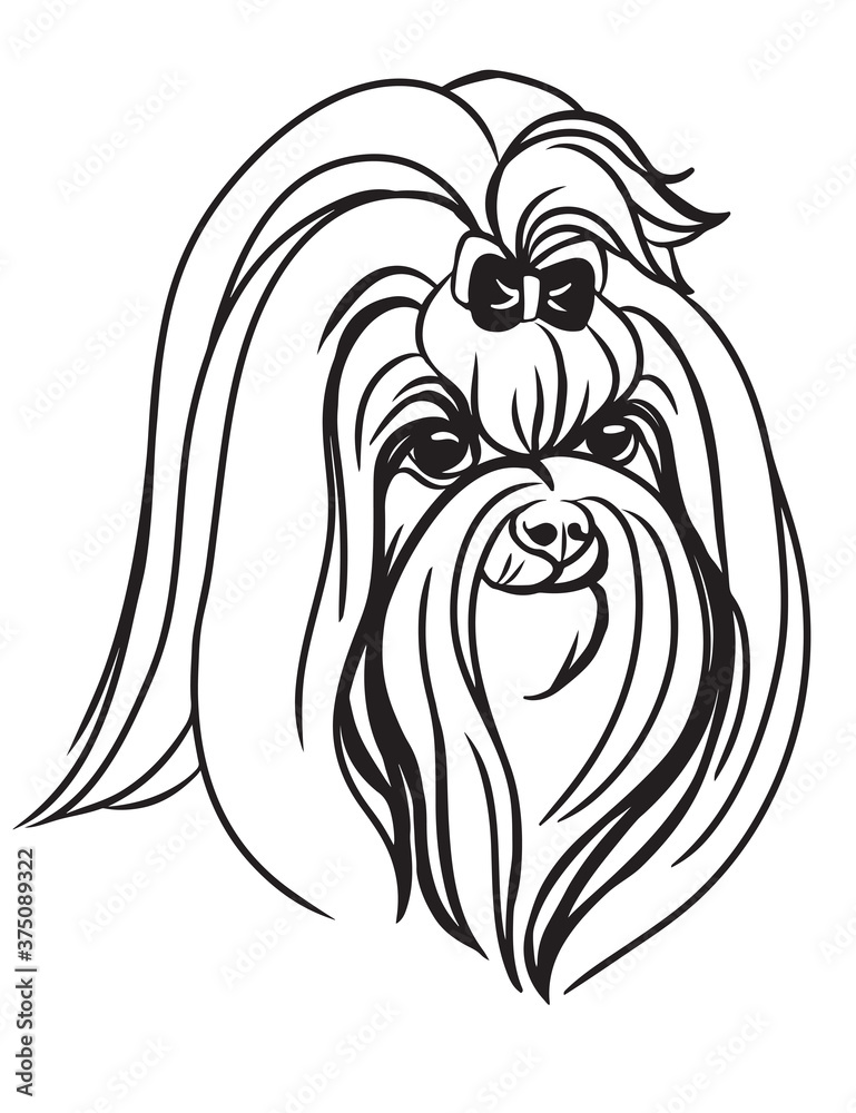 Fototapeta premium Vector image of Maltese dog on white background