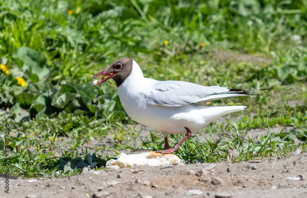 Black-headed gull sits on the ground, close-up, nature. Black-headed gull sits on the ground, close-up, nature.