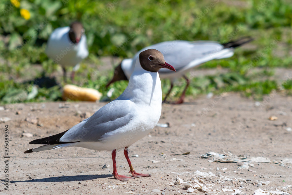 Black-headed gull sits on the ground, close-up, nature. Black-headed gull sits on the ground, close-up, nature.