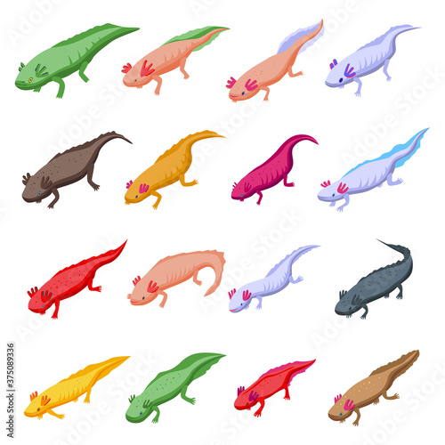 Axolotl icons set. Isometric set of axolotl vector icons for web design isolated on white background