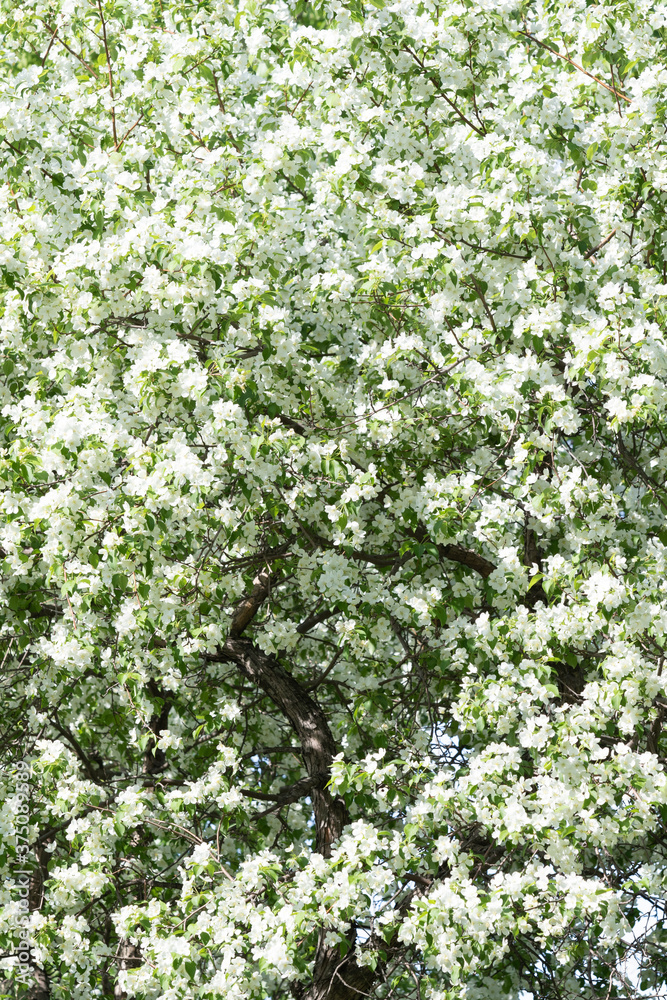 White flowers of an apple tree, green leaves of a tree. Nature spring flowering fruit trees. White flowers of an apple tree, green leaves of a tree. Nature spring flowering fruit trees.