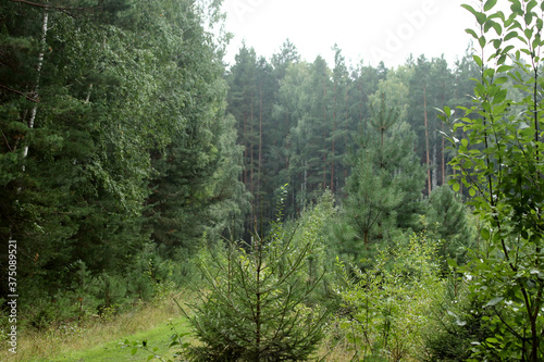 trees in the forest