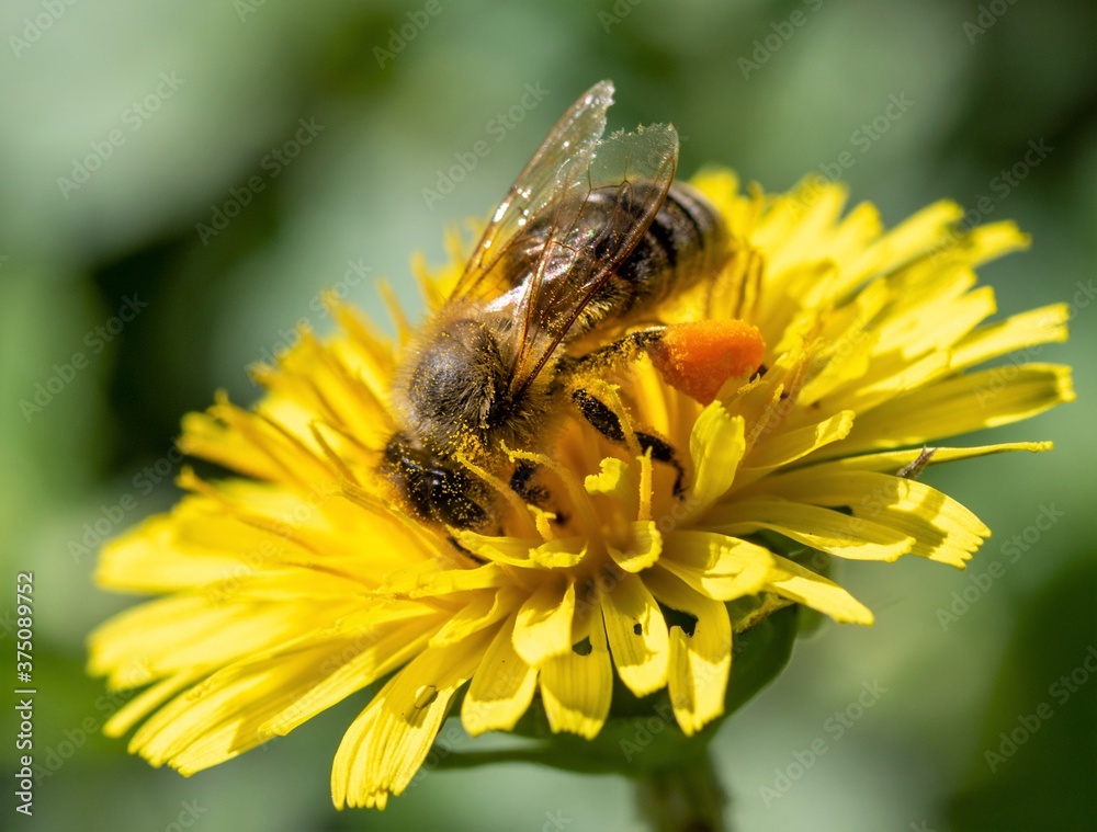 Bee close-up on a yellow dandelion flower, blurred background. Bee close-up on a yellow dandelion flower, blurred background.
