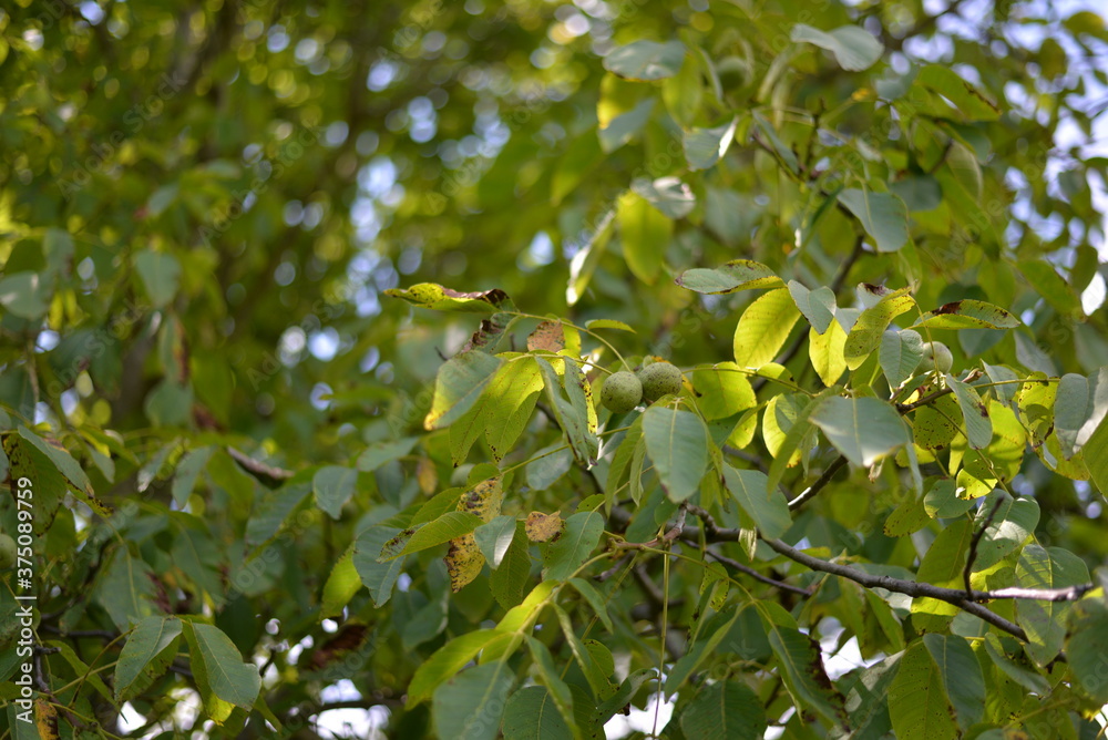 green nuts in the tree. Juglans regia plant in summer season
