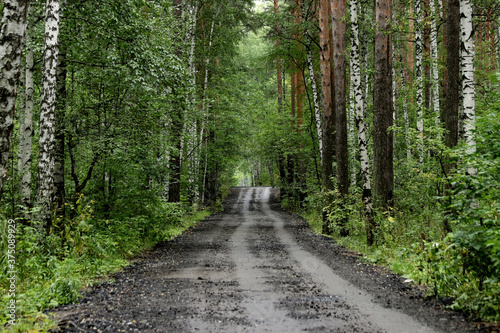 path in the woods © Nikolaj